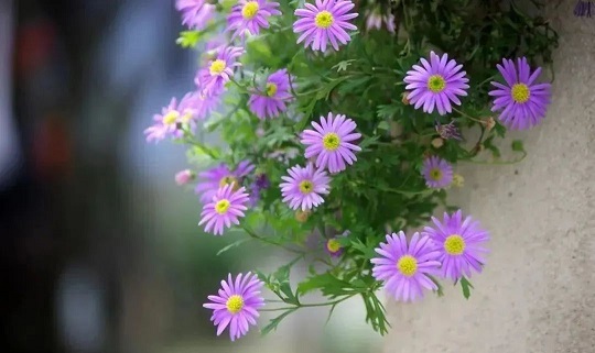 西安花卉租賃姬小菊養(yǎng)護(hù)|西安嘉禾苗圃