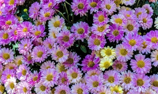 西安花卉租賃瑪格麗特養(yǎng)護(hù)|西安嘉禾苗圃