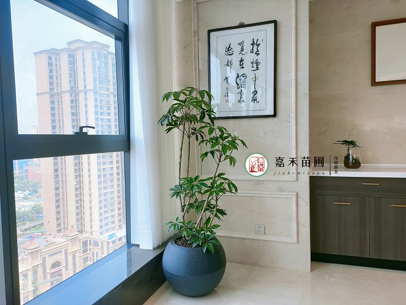 西安綠植租賃提升氣質|西安嘉禾苗圃