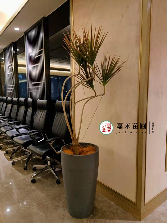 西安綠植租賃提升格局|西安嘉禾苗圃