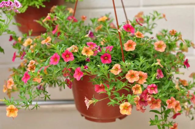 西安花卉租擺百萬小玲|西安嘉禾苗圃