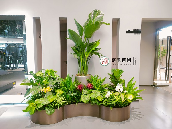 西安健身房高端綠植花卉租賃|西安嘉禾苗圃