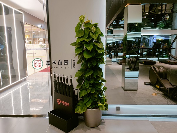 西安健身房綠植花卉租賃公司|西安嘉禾苗圃