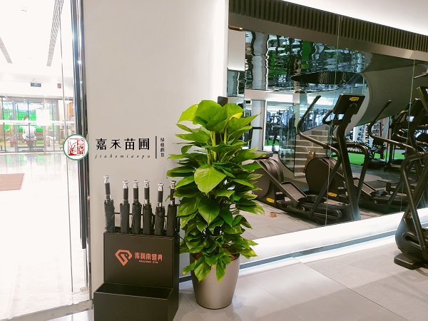 西安健身房綠植花卉租賃|西安嘉禾苗圃