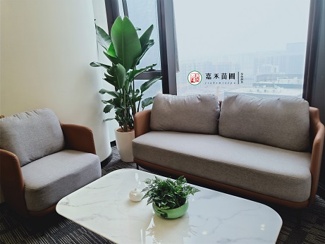 西安辦公室花卉綠植租擺|西安嘉禾苗圃