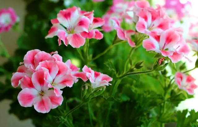 天竺葵夏季修剪|西安嘉禾苗圃