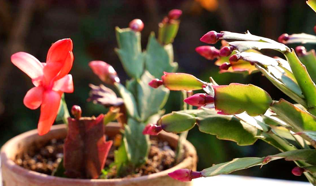 蟹爪蘭夏季修剪|西安嘉禾苗圃