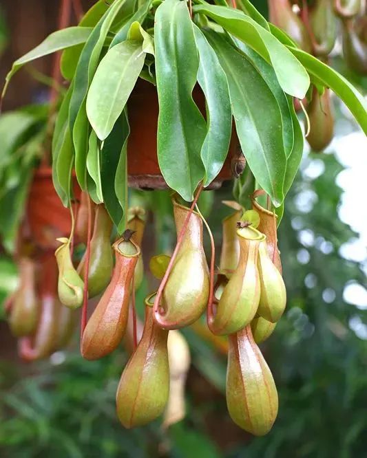 豬籠草養(yǎng)護指南|西安嘉禾苗圃