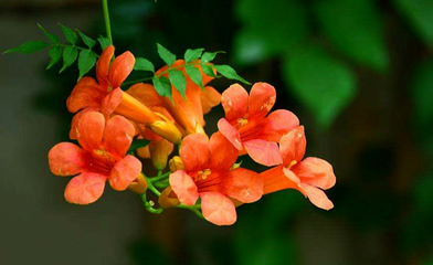 凌霄花的養(yǎng)護(hù)方法|西安嘉禾苗圃