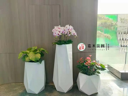 西安賓館綠植租擺|西安嘉禾苗圃