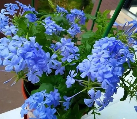 藍(lán)雪花養(yǎng)護(hù)方法|西安嘉禾苗圃