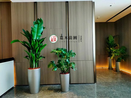 西安租擺花卉植物|西安嘉禾苗圃