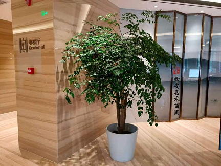 西安綠植租賃公司|西安嘉禾苗圃