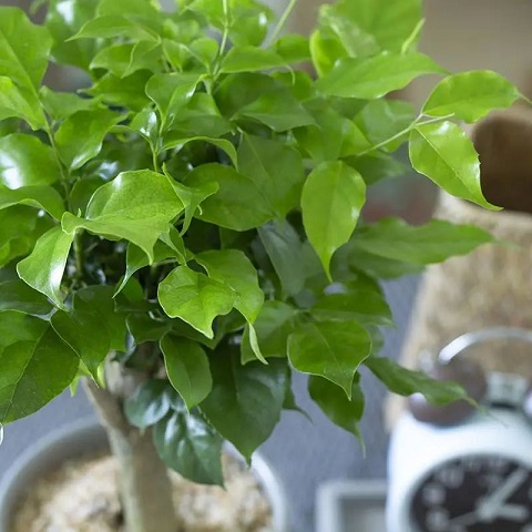 西安綠植租賃幸福樹|西安嘉禾苗圃