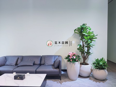 西安綠植租擺價格明細(xì)|西安嘉禾苗圃