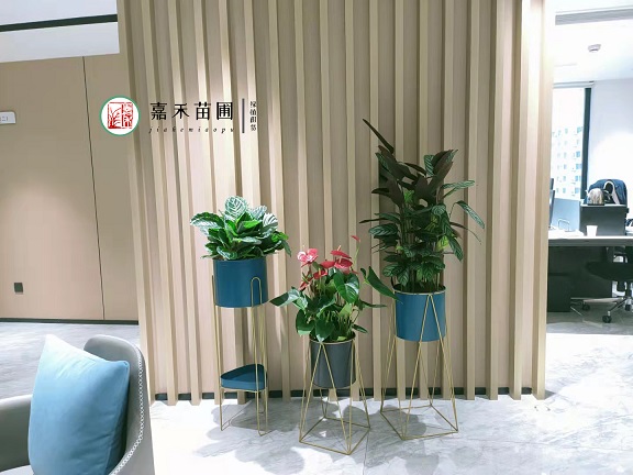 綠植租賃西安公司|西安嘉禾苗圃