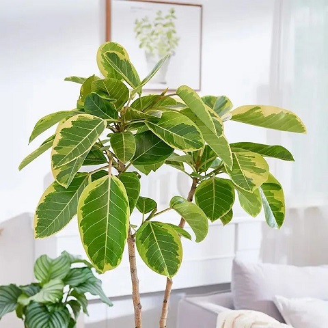 花葉富貴榕養(yǎng)護方法|西安嘉禾苗圃