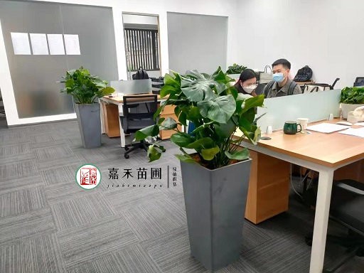 西安辦公室綠植租賃租擺|西安嘉禾苗圃