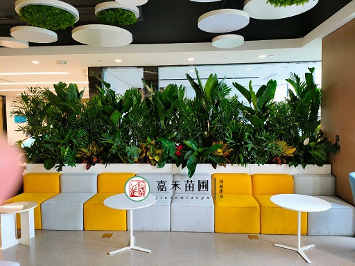 西安綠植花卉租擺室內(nèi)|西安嘉禾苗圃