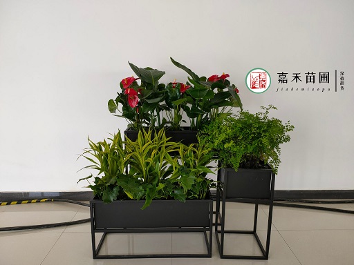 西安室內(nèi)花卉綠植租擺|西安嘉禾苗圃
