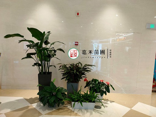 西安綠植租賃公司|西安嘉禾苗圃