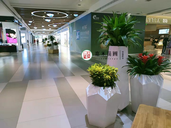 西安綠植租賃哪里有|西安嘉禾苗圃