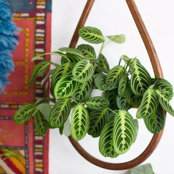 葉蟬竹芋的養(yǎng)護(hù)方法|西安嘉禾苗圃綠植租擺 葉蟬竹芋的養(yǎng)護(hù)方法|西安嘉禾苗圃綠植租擺