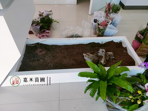西安東莞綠植租擺公司|西安嘉禾苗圃