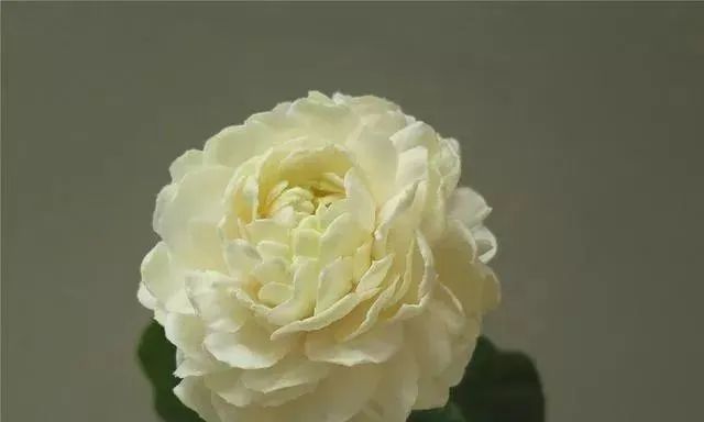 虎頭茉莉怎么養(yǎng)|西安嘉禾苗圃