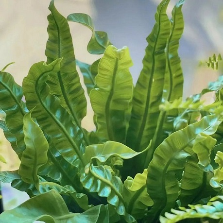 西安綠植租擺鳥巢蕨|西安嘉禾苗圃