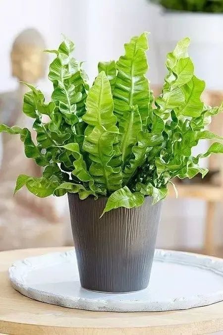 西安綠植租賃鳥巢蕨|西安嘉禾苗圃