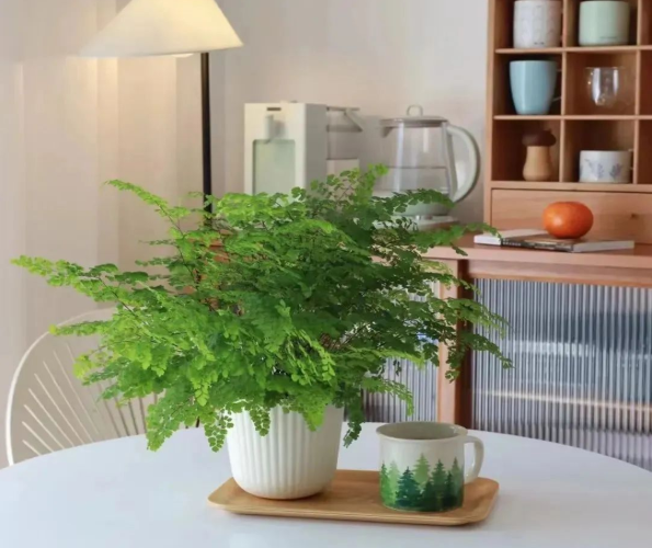 鐵線蕨養(yǎng)護方法|西安嘉禾苗圃