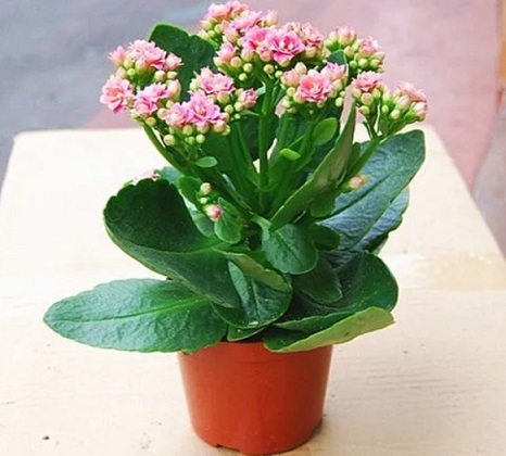 西安花卉租擺長壽花修剪|西安嘉禾苗圃