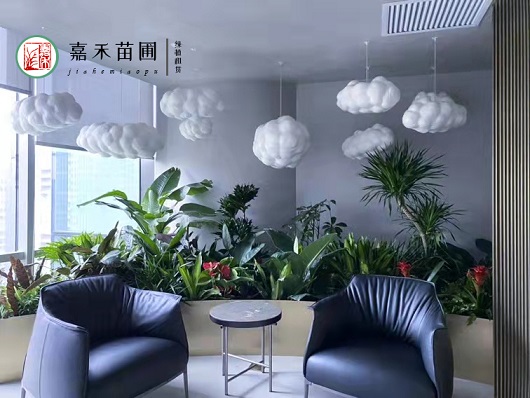 西安綠植租賃|西安嘉禾苗圃