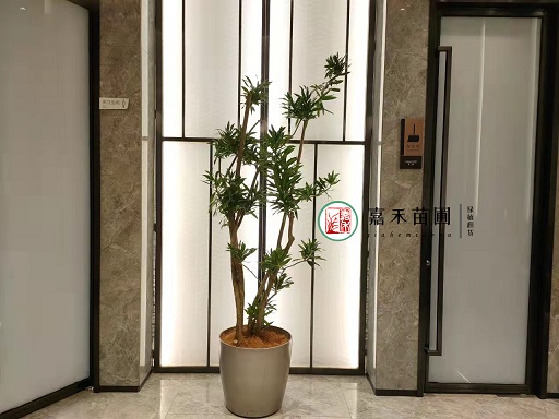 西安綠植租擺客廳擺放植物|西安嘉禾苗圃