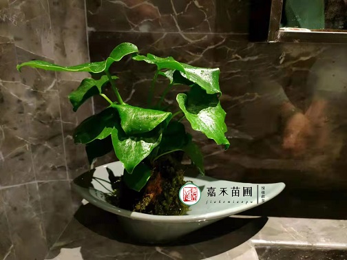 西安辦公室花卉租擺|西安嘉禾苗圃