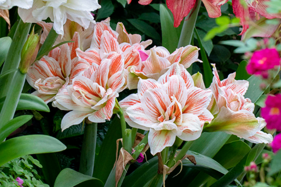西安花卉租賃植物朱頂紅|西安嘉禾苗圃