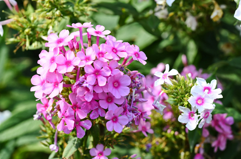 西安花卉租擺公司推薦福祿考|西安嘉禾苗圃