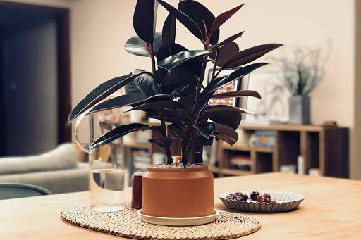 西安綠植租賃推薦橡皮樹|西安嘉禾苗圃