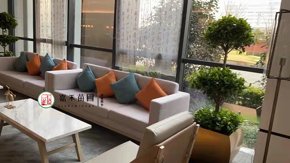 西安綠植租賃擺放標準|西安嘉禾苗圃