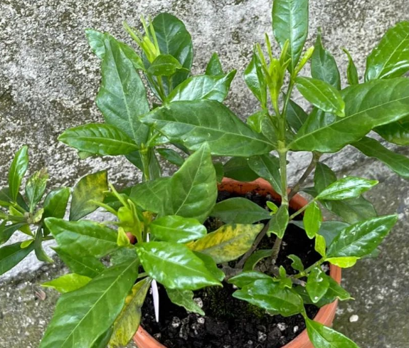 西安綠植租擺專業(yè)公司|西安嘉禾苗圃