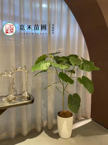 西安辦公室綠植租賃報(bào)價(jià)|西安嘉禾苗圃