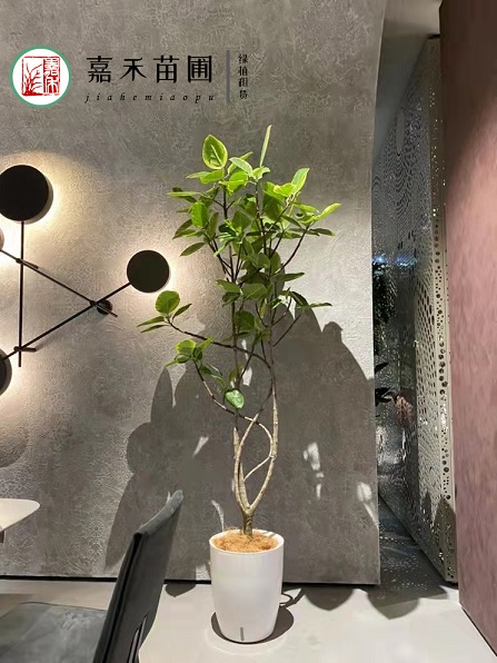 西安花卉租擺綠植租賃效果|西安嘉禾苗圃