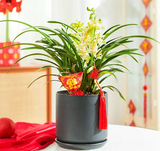 西安花卉租賃香蘭|西安嘉禾苗圃