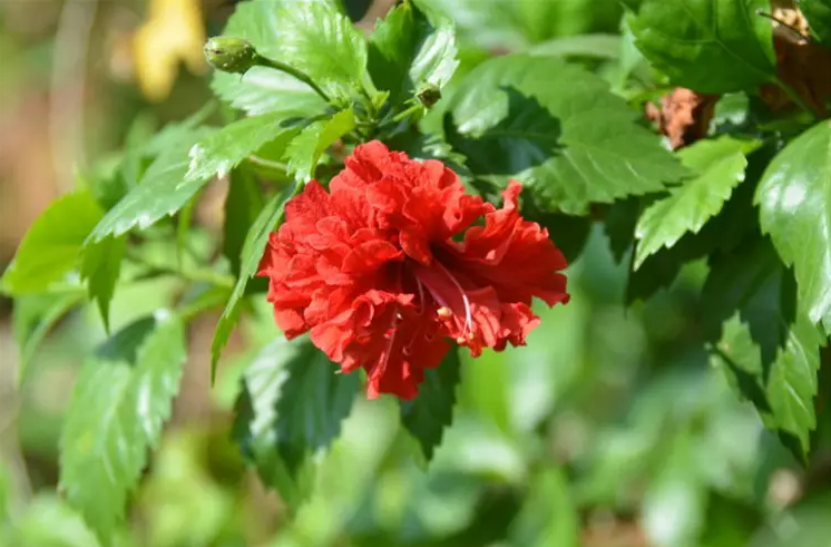 西安花卉租賃植物朱瑾|西安嘉禾苗圃