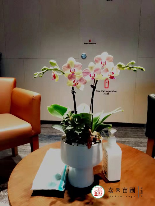 西安綠植租擺前臺|西安嘉禾苗圃