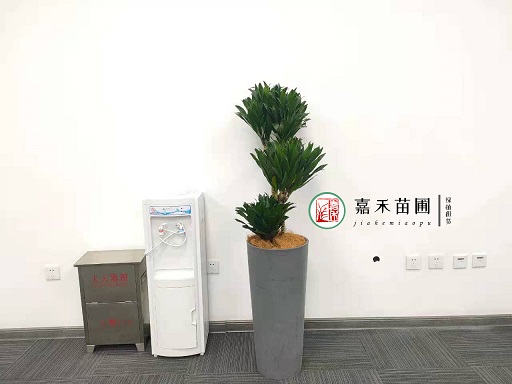 西安綠植租擺公司走廊|西安嘉禾苗圃