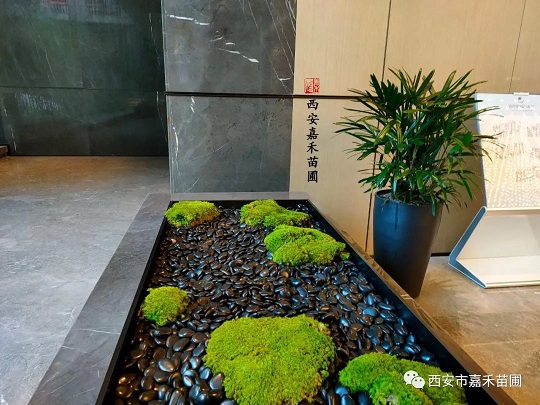 商場綠植租擺景觀設計|西安嘉禾苗圃