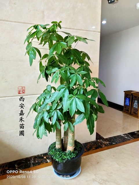 西安室內(nèi)花卉租賃發(fā)財(cái)樹|西安嘉禾苗圃