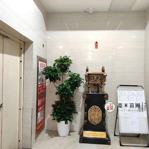 綠植租擺裝飾|西安嘉禾苗圃